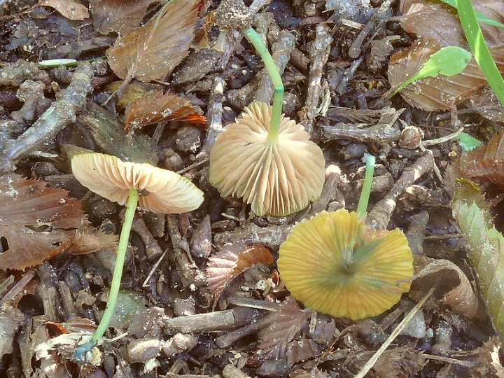 P1080014 EntolomaIncanum cc crp small